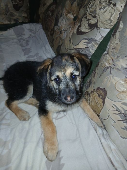 Щенятко німецький  вівчар