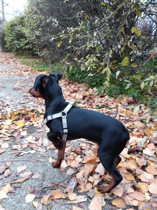 Собака / Цвергпінчер дівчинка