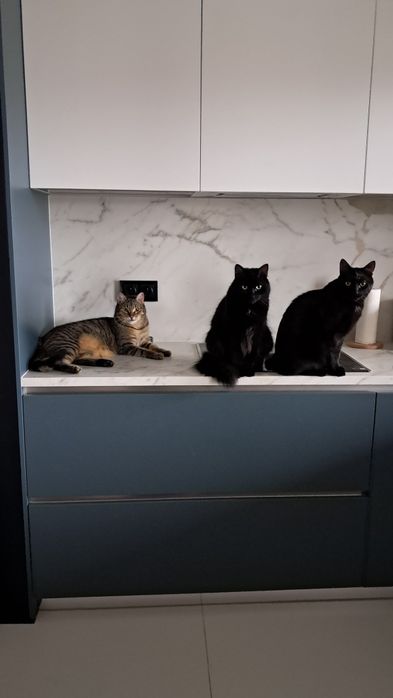 Petsitter na terenie Warszawy