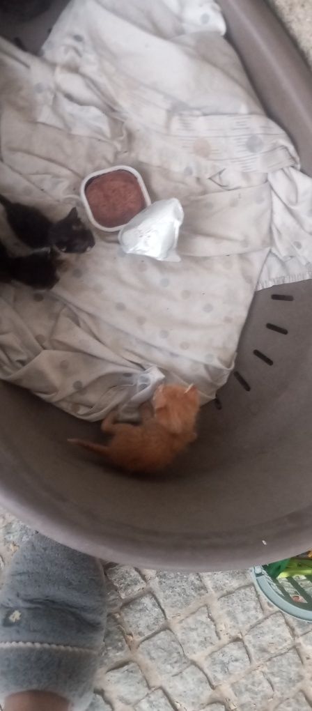 Gatinhos para adoção