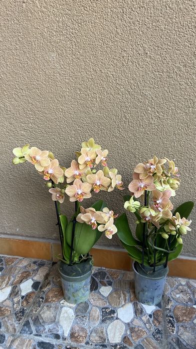 Орхідея мультифлора-9 горщик-400 грн