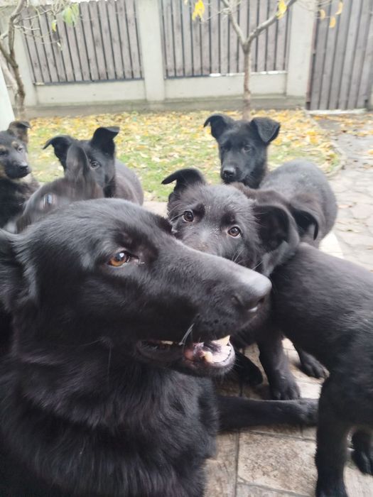 Східноєвропейська вівчарка.