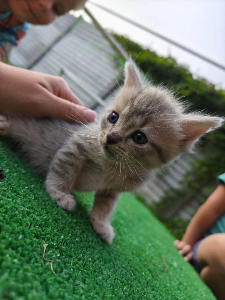Котята один месяц.