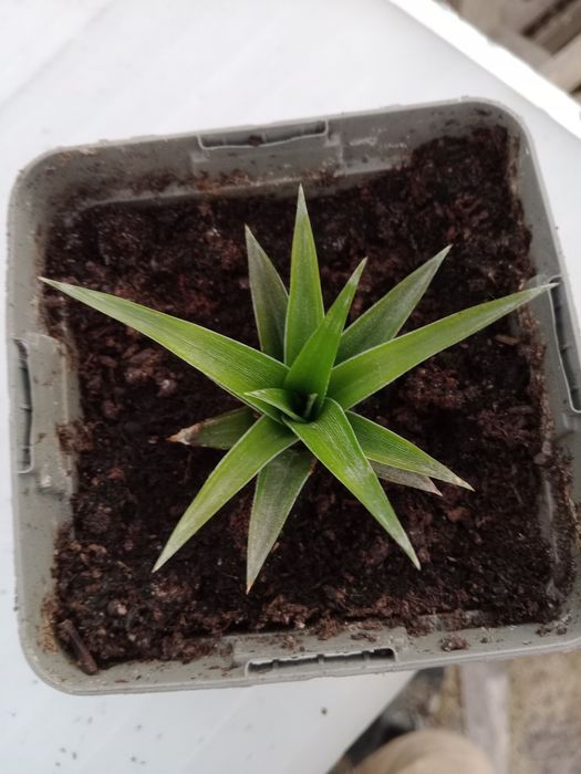 Muda de Ananás de 2025