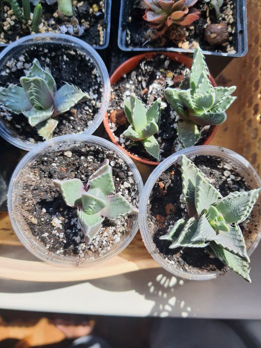 Фаукария,  детки, суккулент