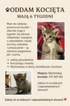 kotki do adopcji