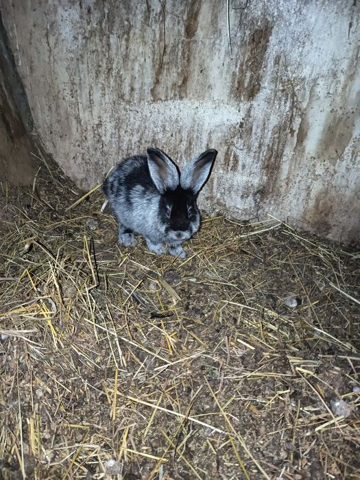 Продам кролики Європейське срібло, Шиншила радянська, та мішаної по