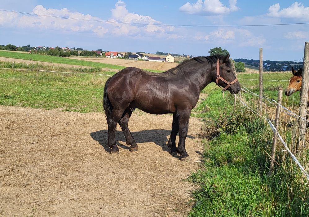 Sprzedam ogiera typu Sokólskiego