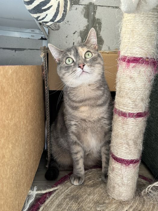 Киця в добрі руки