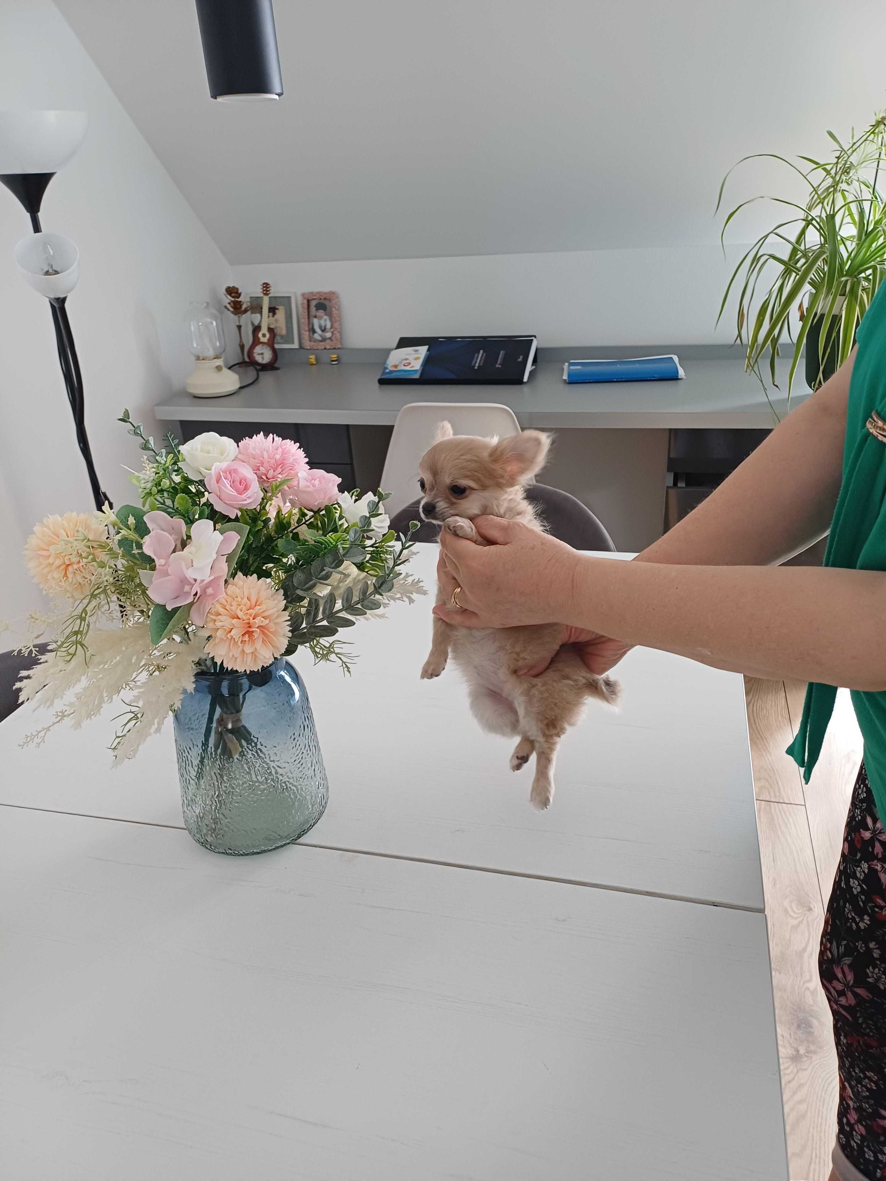 Chihuahua Beżowa Dziewczynka
