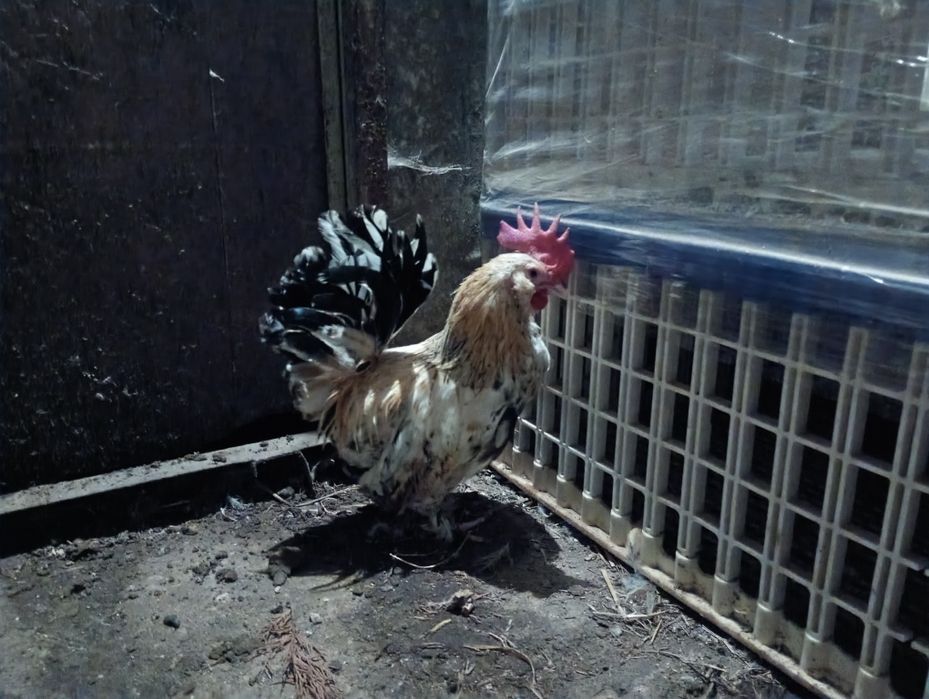 Galo de raça Mil Flores