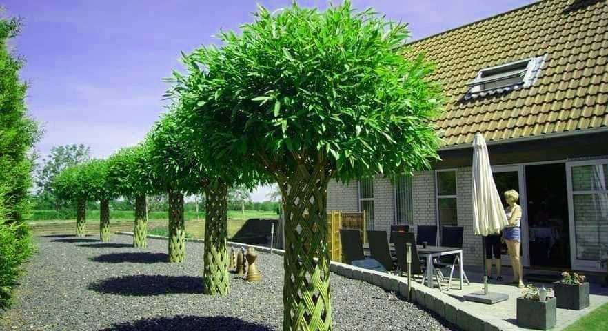 Wierzba pleciona Salix PRODUCENT 25 zł