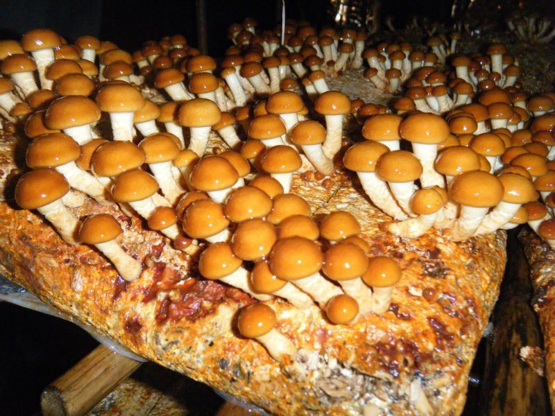 Мицелий опенка для выращивания в помещении и в саду