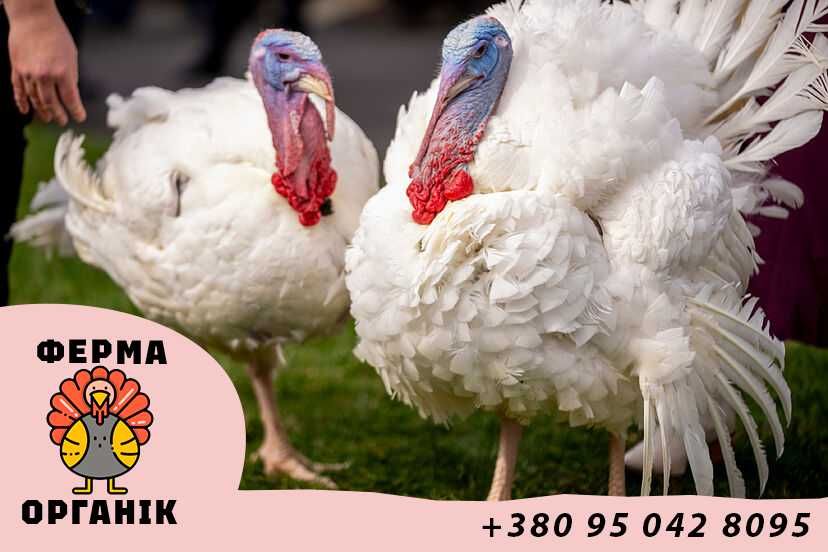 Інкубаційне яйце Гарантія гарного виводу