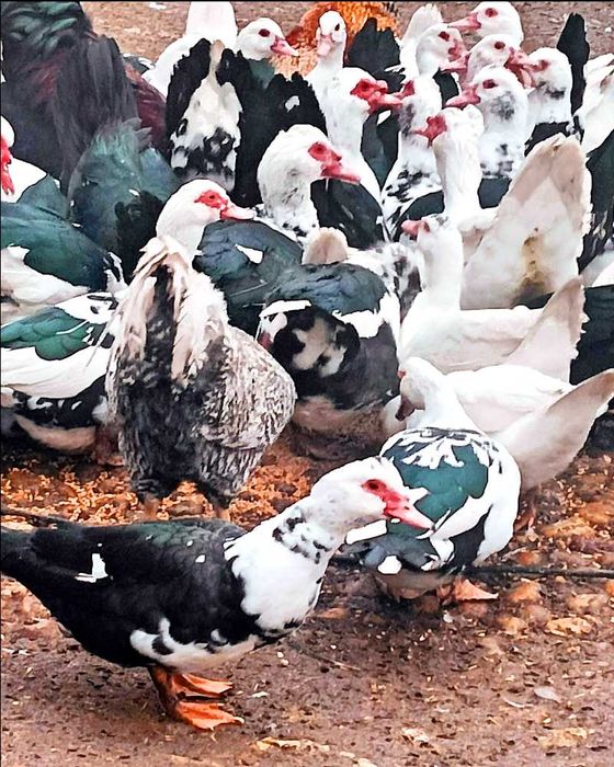 Kaczki Kaczory Rasy Francuskiej