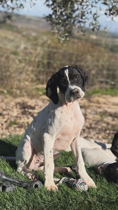Pointer Inglês cachorro macho