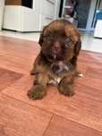 Ostatnia suczka shih tzu czekoladowa