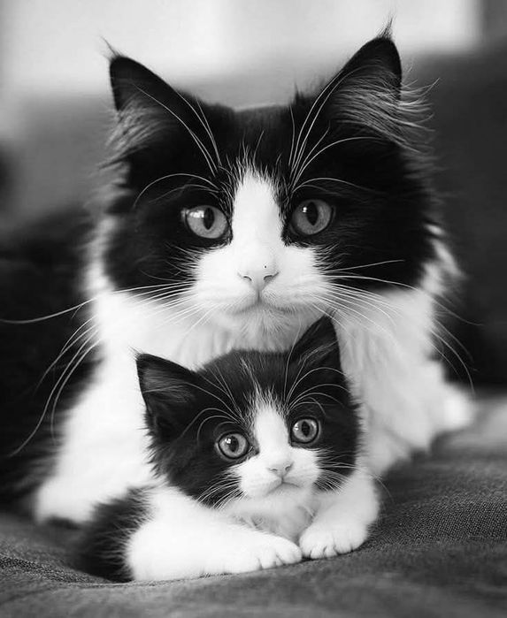 Gatos 2 dão-se por motivo de doença de dono. Ermesinde