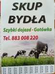 Krowy HF oraz jałówki mieszance