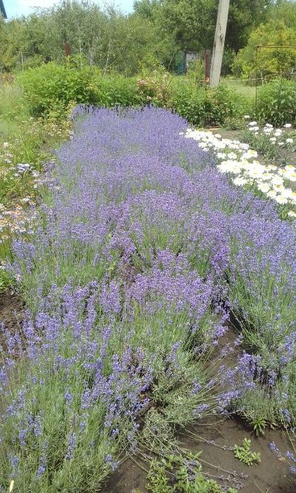 Лаванда, кущі, англійська вузьколистна