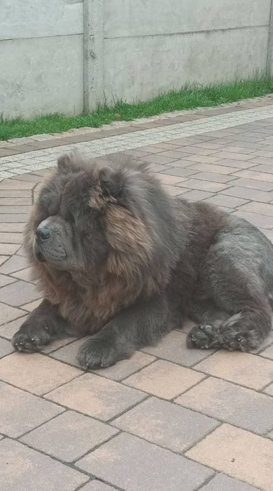 Chow chow reproduktor