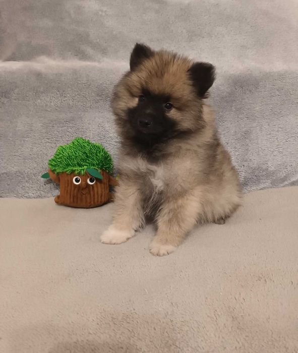 Szpic Wilczy - piesek