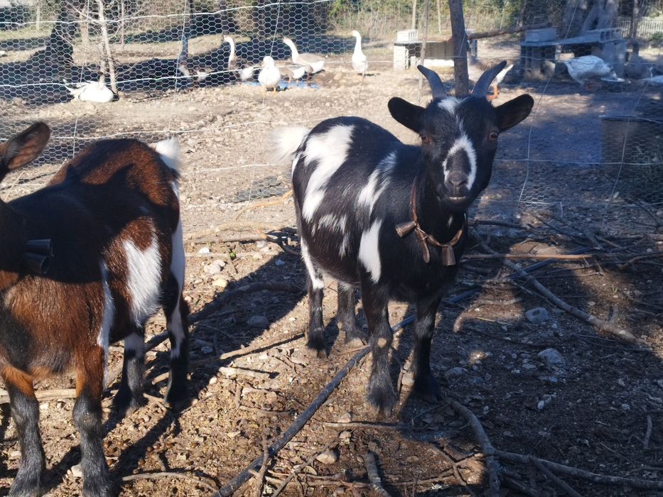 Cabrinhas anãs  para  companhia