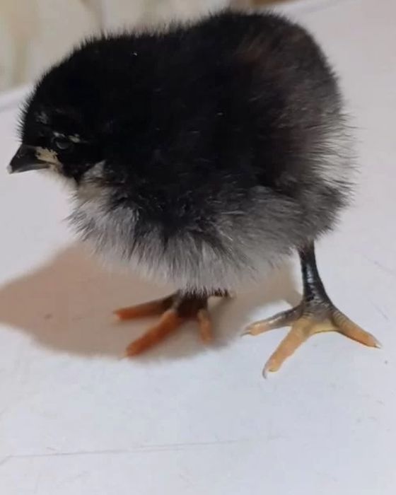 Продам подброшенный ціплята Джерсіский гігант