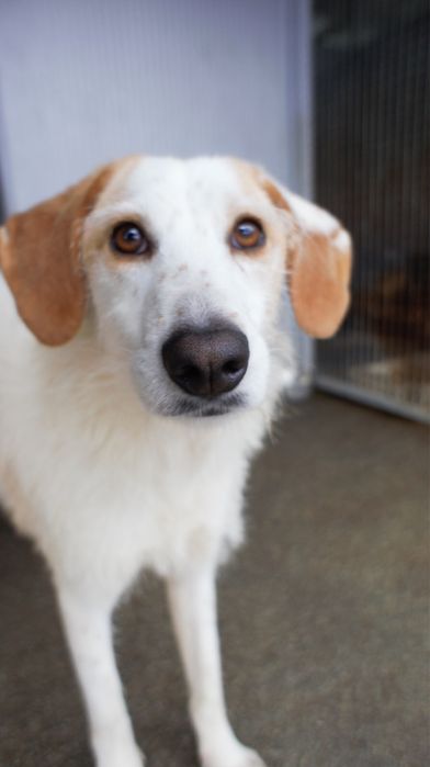 Ani cadela porte medio grande um docinho