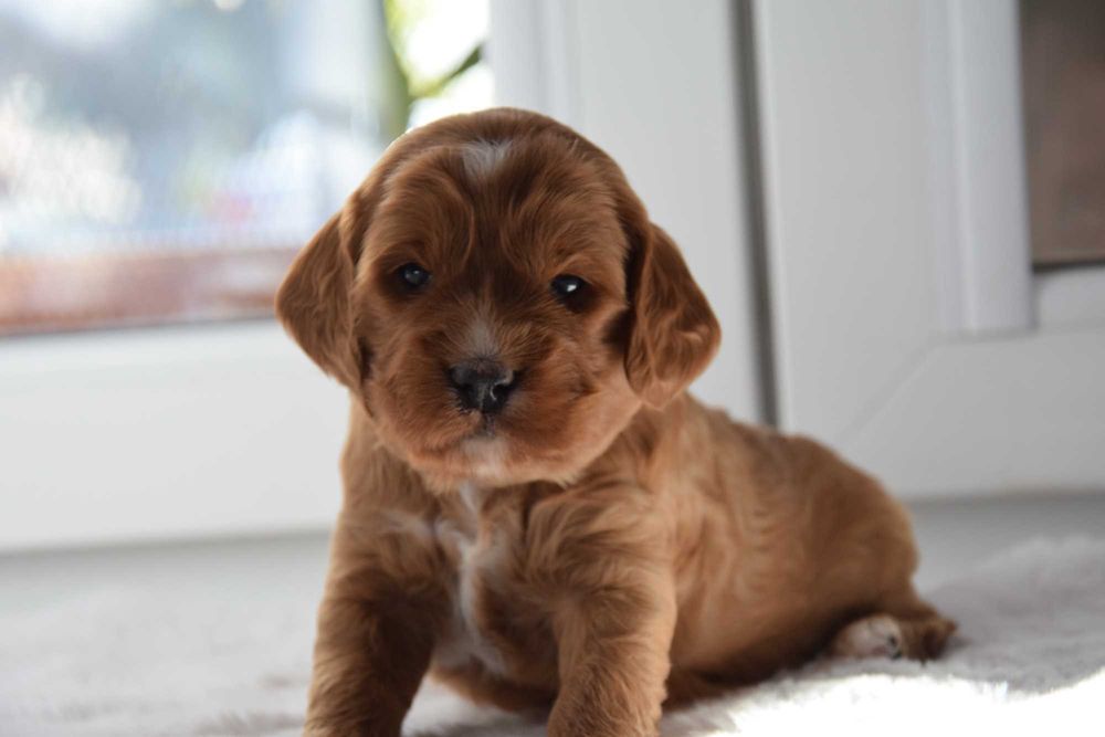 Cockapoo F1 Suczka