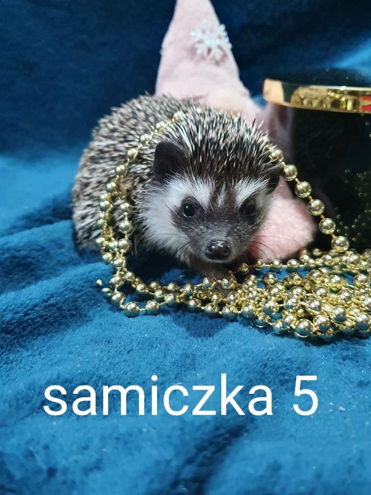 Jeż afrykanski jez pigmejski