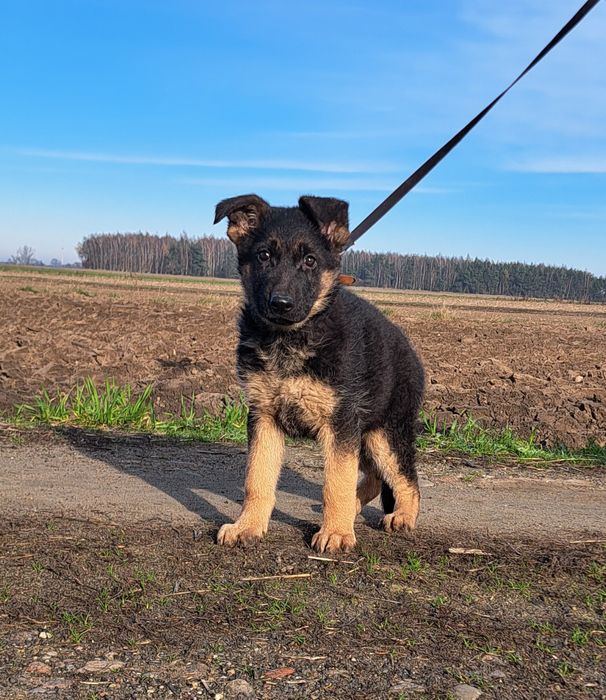Owczarek niemiecki krótkowłosy