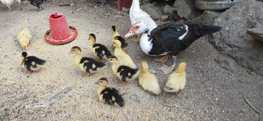 Patos mudos vários tamanhos