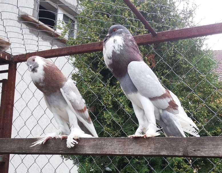 голуби на продаж