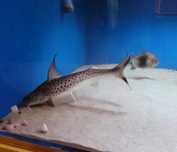 Sum Lince cat 26 cm +/ możliwa wymiana