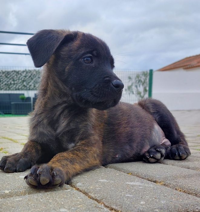 Cão de Fila de São Miguel