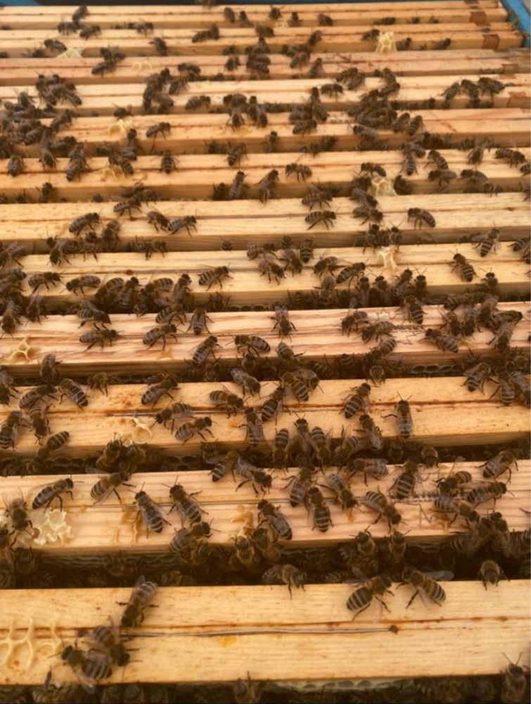 Sprzedam odkłady pszczele - pszczoły