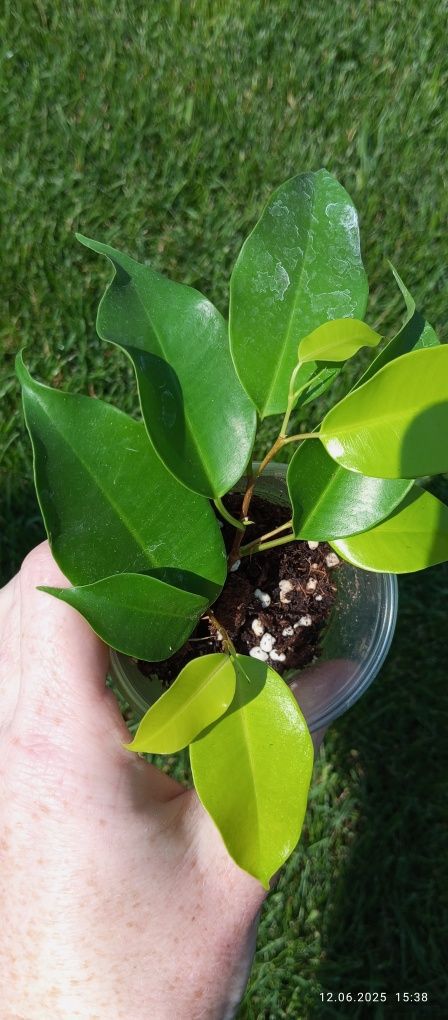 Ficus Benjamina Esther