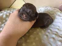 Czekoladowy chlopiec Shih-tzu