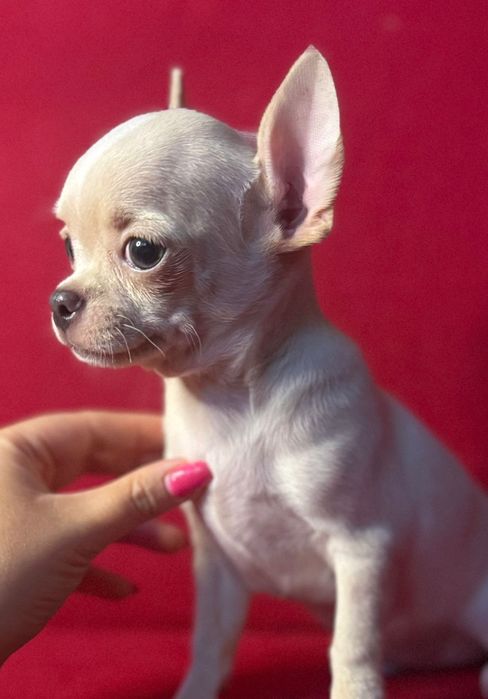 Chihuahua piesek z rodowodem chi