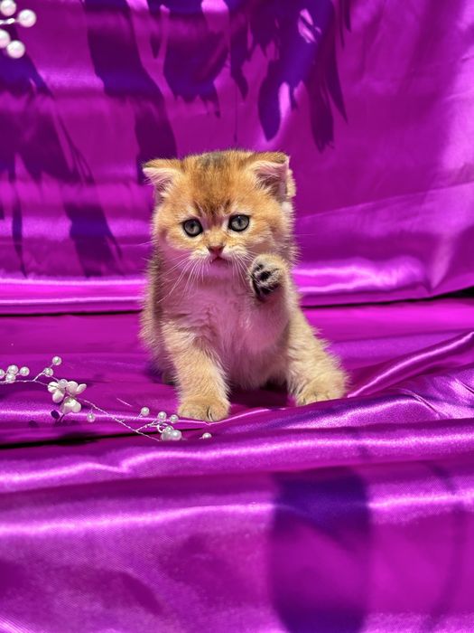 Ніжна дівчинка золота шиншила