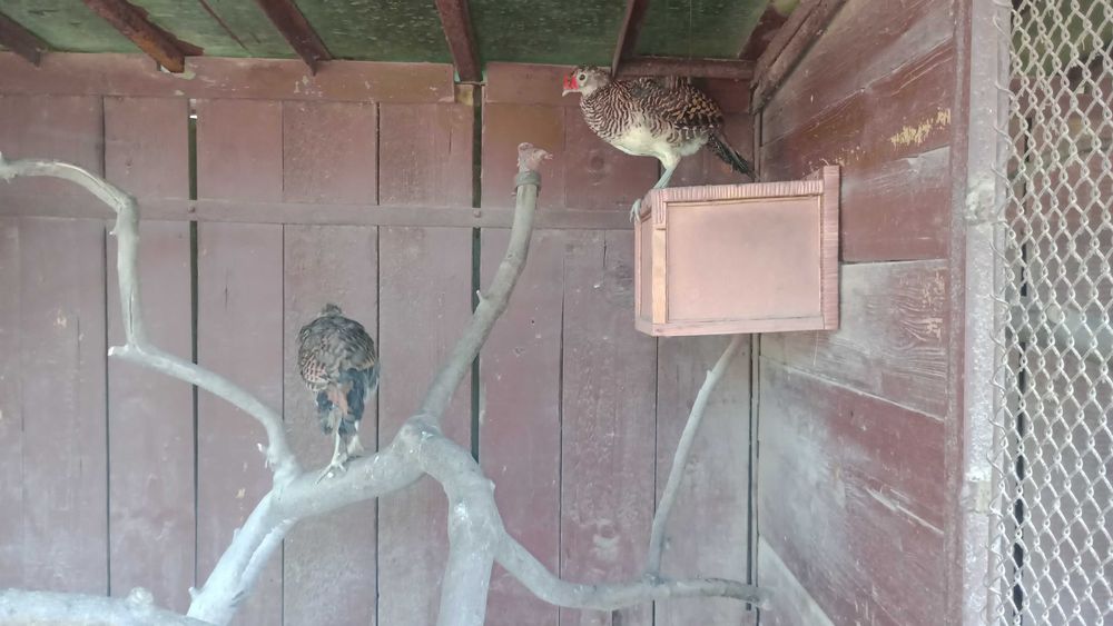 Sprzedam piękne bażanty