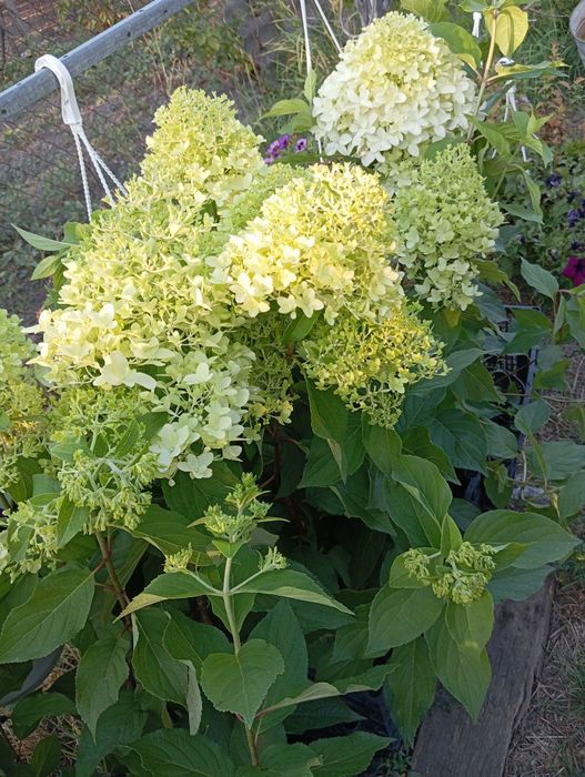 Гортензія морозостійка