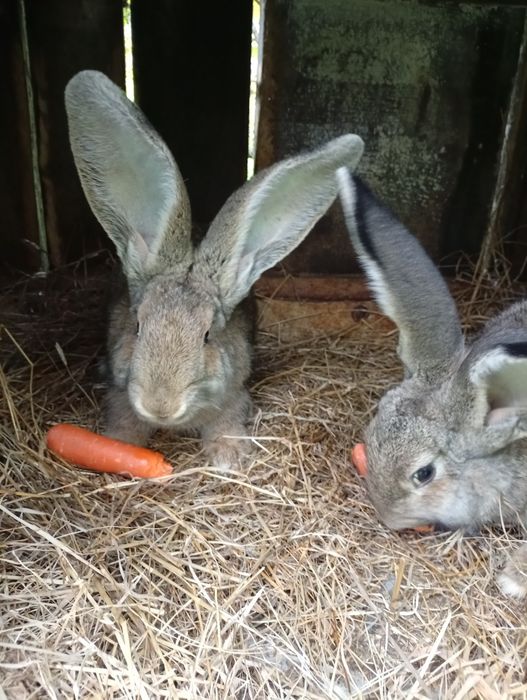 Sprzedam młode króliki