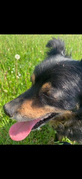 HOŁEK   13-letni szuka domu!