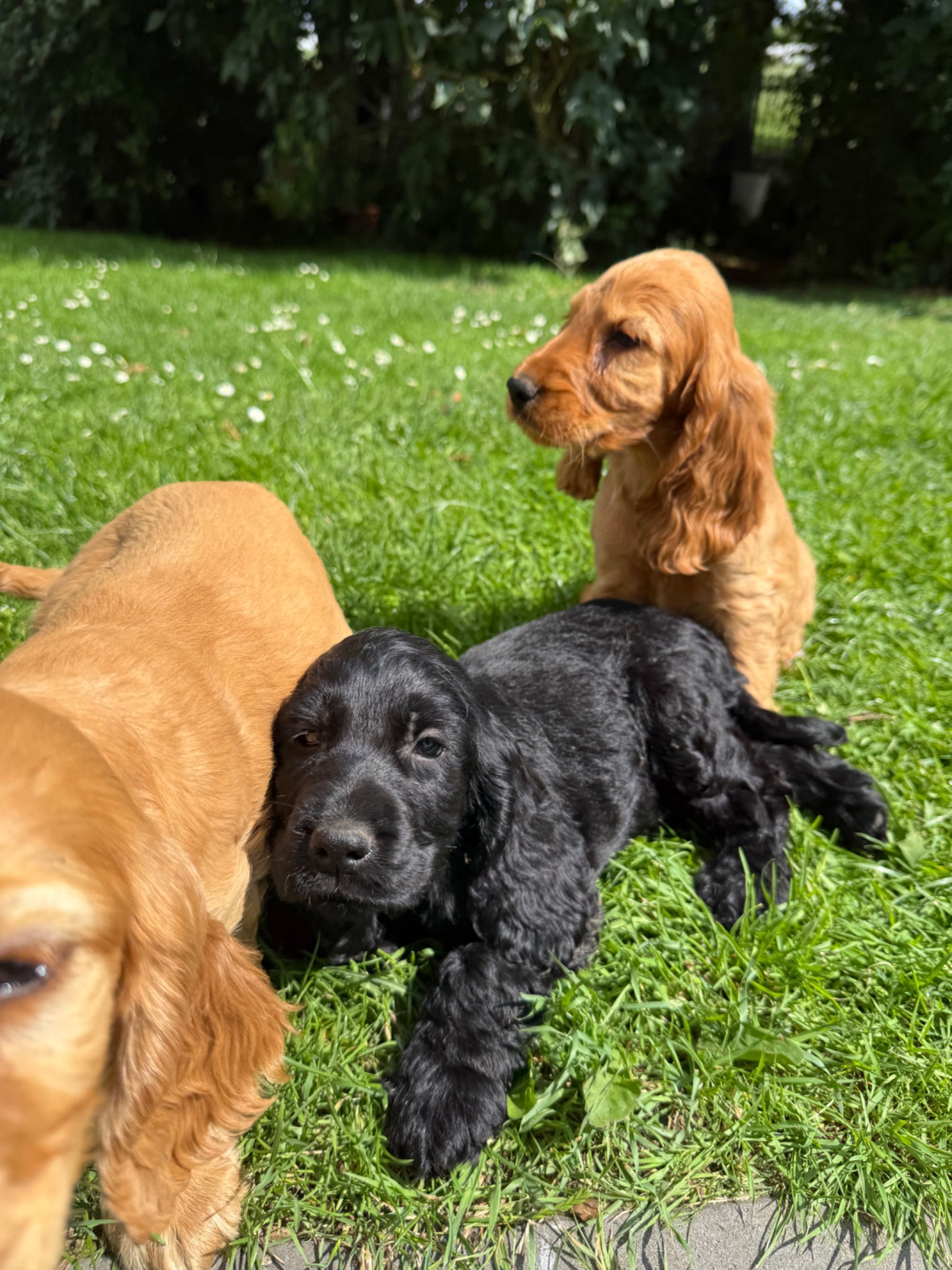 Szczeniaczki po Cocker Spaniel