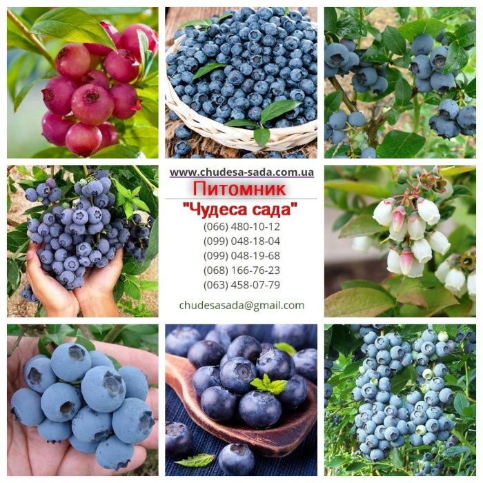 Качественные саженцы: слива, фундук, смородина, агрус, жимолость, ирга