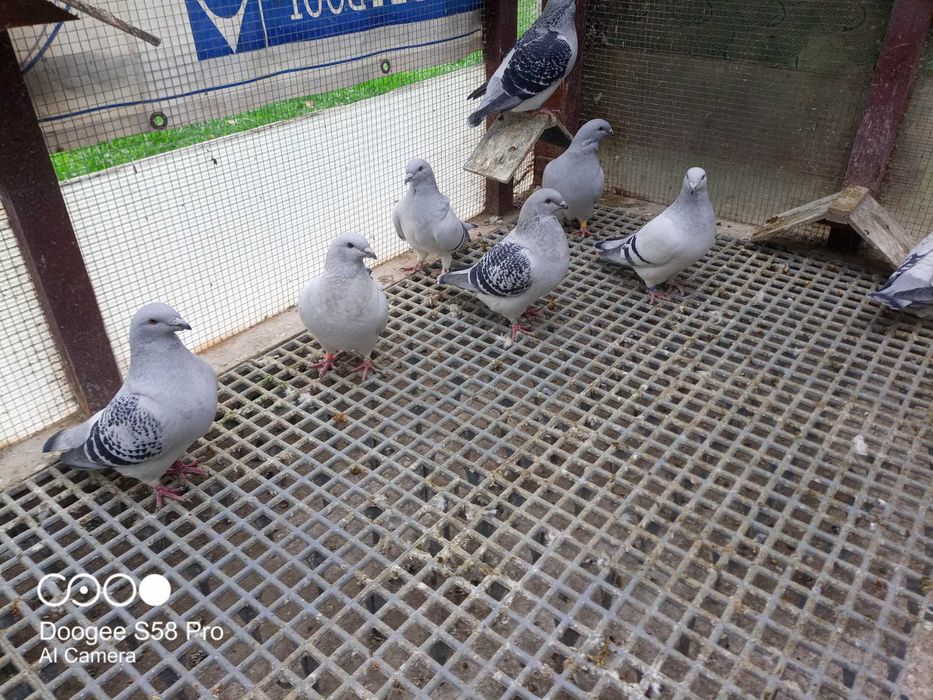 Gołębie Polski Pocztowy Wystawowy  (Standard-Standart)