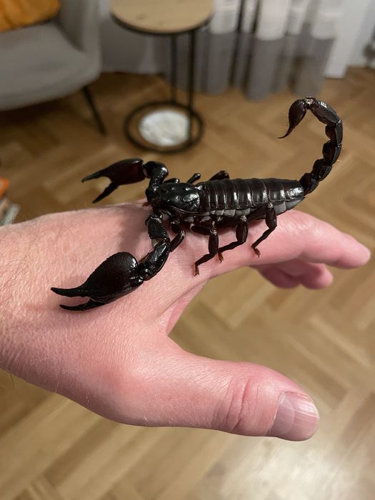 Skorpion heterometrus dorosły samiec