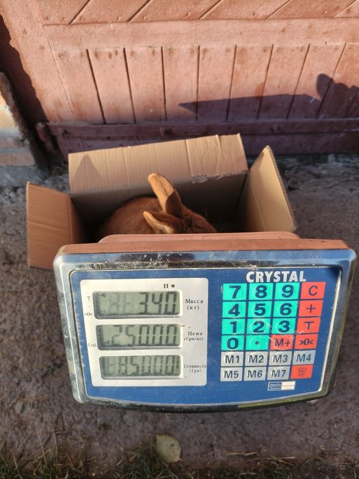 Кролі новозеландський червоний